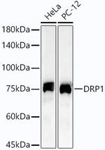 DNM1L Antibody in Western Blot (WB)