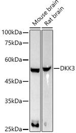 DKK3 Antibody in Western Blot (WB)