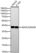 ADH5 Antibody in Western Blot (WB)