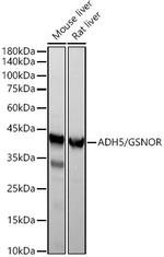 ADH5 Antibody in Western Blot (WB)