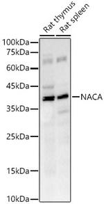 NACA Antibody in Western Blot (WB)