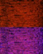 STAR Antibody in Immunocytochemistry (ICC/IF)