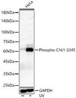 Phospho-Chk1 (Ser345) Antibody in Western Blot (WB)