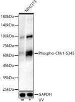 Phospho-Chk1 (Ser345) Antibody in Western Blot (WB)