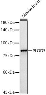 PLOD3 Antibody in Western Blot (WB)