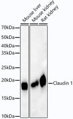 Claudin 1 Antibody in Western Blot (WB)