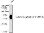 Folate Receptor alpha Antibody in Western Blot (WB)