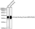 Folate Receptor alpha Antibody in Western Blot (WB)