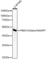 NAMPT Antibody in Western Blot (WB)