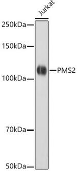 PMS2 Antibody in Western Blot (WB)