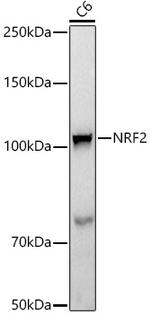 Nrf2 Antibody in Western Blot (WB)