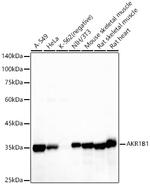 AKR1B1 Antibody in Western Blot (WB)