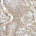 Caveolin 1 Antibody in Immunohistochemistry (Paraffin) (IHC (P))