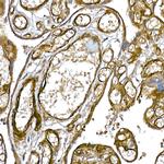 Caveolin 1 Antibody in Immunohistochemistry (Paraffin) (IHC (P))