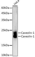 Caveolin 1 Antibody in Western Blot (WB)