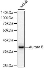 Aurora B Antibody in Western Blot (WB)