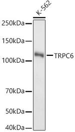 TRPC6 Antibody in Western Blot (WB)