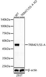 TRIM21 Antibody in Western Blot (WB)