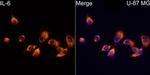 IL-6 Antibody in Immunocytochemistry (ICC/IF)