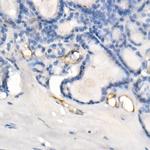 eNOS Antibody in Immunohistochemistry (Paraffin) (IHC (P))