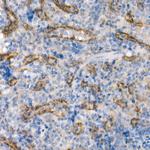 eNOS Antibody in Immunohistochemistry (Paraffin) (IHC (P))