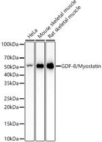 Myostatin Antibody in Western Blot (WB)