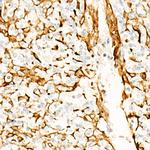 STING Antibody in Immunohistochemistry (Paraffin) (IHC (P))