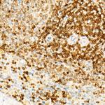 STING Antibody in Immunohistochemistry (Paraffin) (IHC (P))