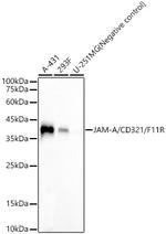 JAM-A (CD321) Antibody in Western Blot (WB)