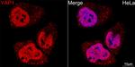 YAP1 Antibody in Immunocytochemistry (ICC/IF)