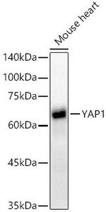 YAP1 Antibody in Western Blot (WB)