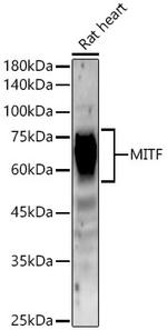 MiTF Antibody in Western Blot (WB)