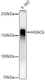 HDAC6 Antibody in Western Blot (WB)