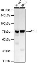 ACSL3 Antibody in Western Blot (WB)