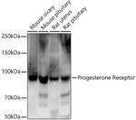 Progesterone Receptor Antibody in Western Blot (WB)