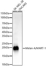 Melan-A Antibody in Western Blot (WB)