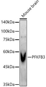 PFKFB3 Antibody in Western Blot (WB)