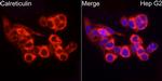 Calreticulin Antibody in Immunocytochemistry (ICC/IF)