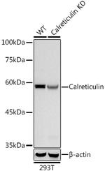 Calreticulin Antibody in Western Blot (WB)