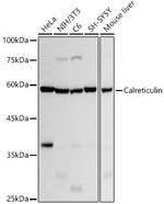 Calreticulin Antibody in Western Blot (WB)