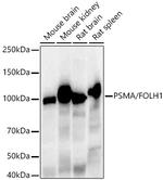 PSMA Antibody in Western Blot (WB)