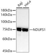 NDUFS1 Antibody in Western Blot (WB)