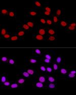 RbAp46 Antibody in Immunocytochemistry (ICC/IF)