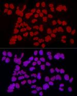 RbAp46 Antibody in Immunocytochemistry (ICC/IF)