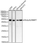 RbAp46 Antibody in Western Blot (WB)