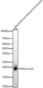 IL-4 Antibody in Western Blot (WB)