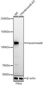 HK2 Antibody in Western Blot (WB)