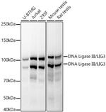 DNA Ligase III Antibody in Western Blot (WB)