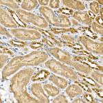 ERK1/ERK2 Antibody in Immunohistochemistry (Paraffin) (IHC (P))