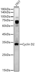 Cyclin D2 Antibody in Western Blot (WB)